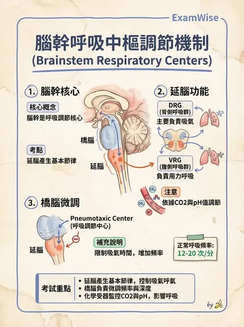 放射 - 神經生理 - AI 圖文解析預覽
