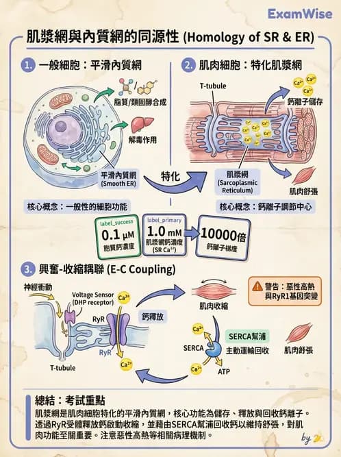 放射 - 肌肉及代謝生理 - AI 圖文解析預覽