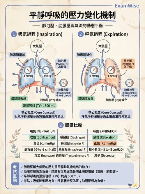 放射 - 呼吸生理 - AI 圖文解析預覽