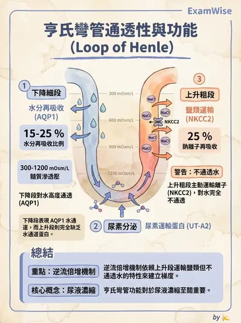 放射 - 腎臟生理 - AI 圖文解析預覽