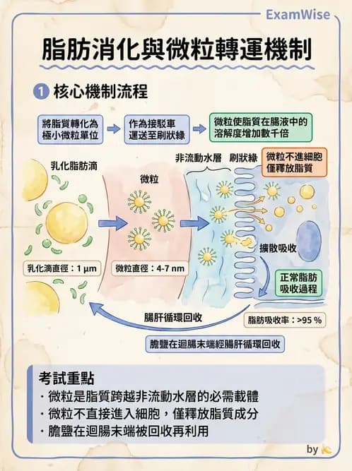 放射 - 胃腸生理 - AI 圖文解析預覽