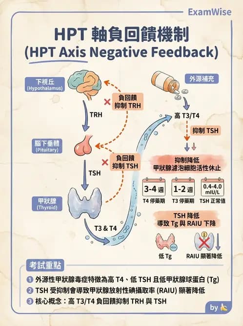 放射 - 內分泌生理 - AI 圖文解析預覽