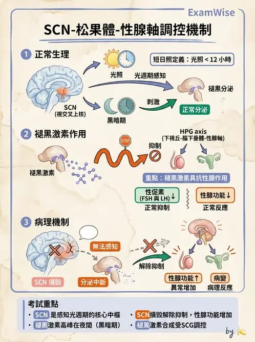 放射 - 生殖生理 - AI 圖文解析預覽