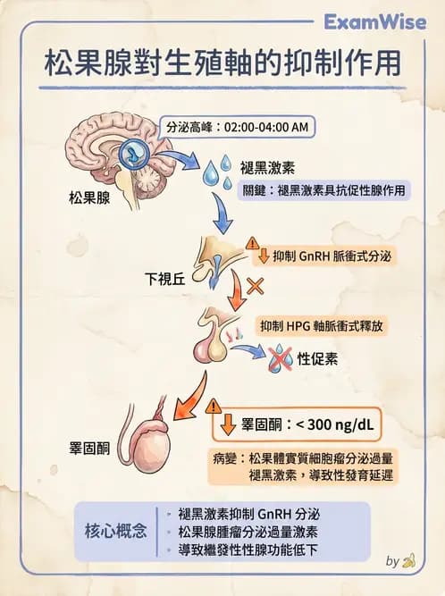 放射 - 生殖生理 - AI 圖文解析預覽
