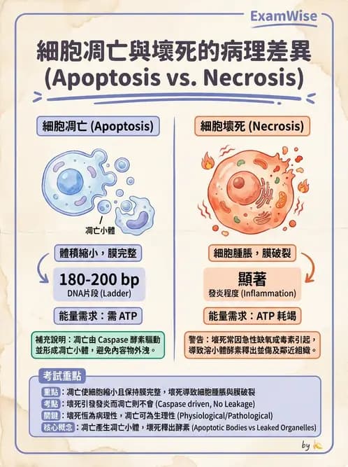 放射 - 感染、修復及其反應 - AI 圖文解析預覽