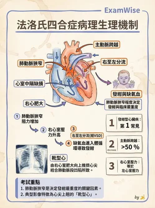 放射 - 心臟及血管疾病 - AI 圖文解析預覽