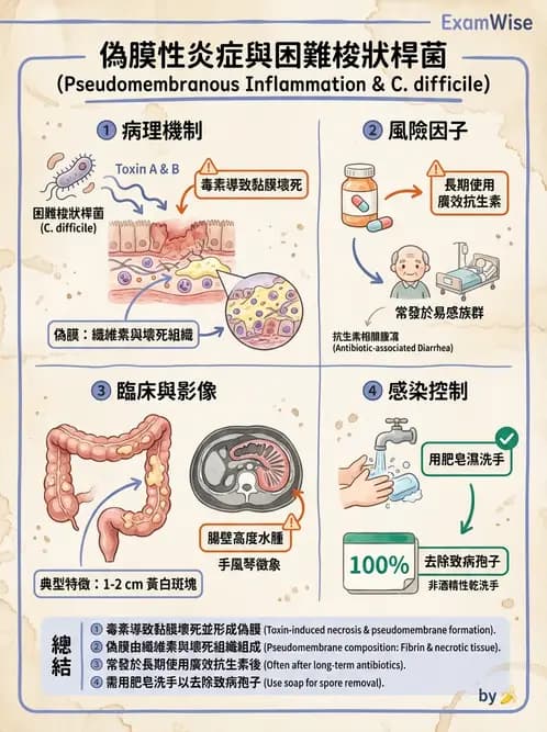 放射 - 口腔及腸胃道疾病 - AI 圖文解析預覽