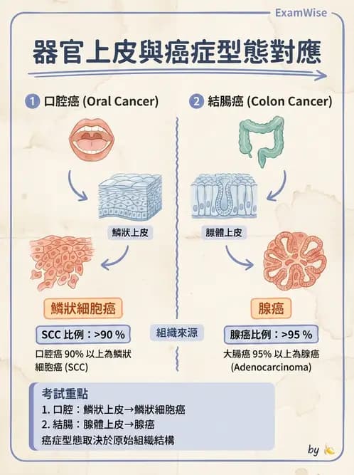 放射 - 口腔及腸胃道疾病 - AI 圖文解析預覽