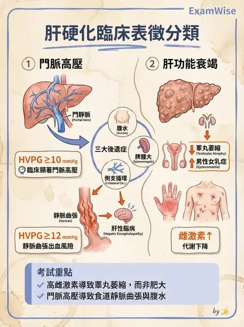 放射 - 肝臟、膽道及胰臟疾病 - AI 圖文解析預覽