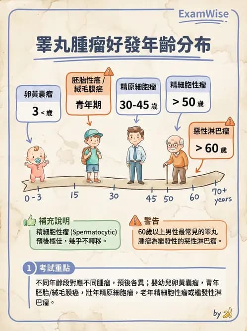 放射 - 生殖系統及乳房疾病 - AI 圖文解析預覽