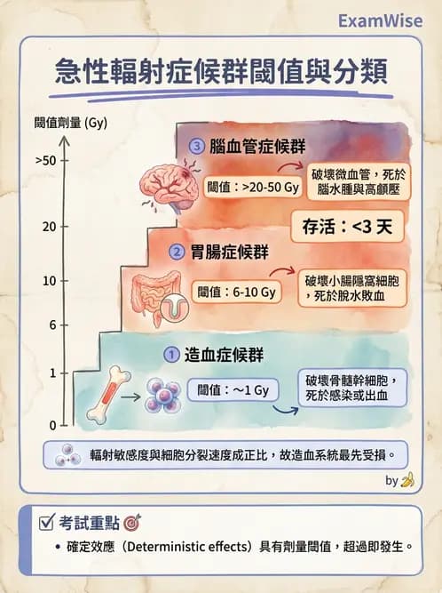 放射 - 全身性輻射效應 - AI 圖文解析預覽