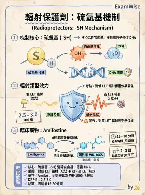 放射 - 輻射物理生物基礎 - AI 圖文解析預覽