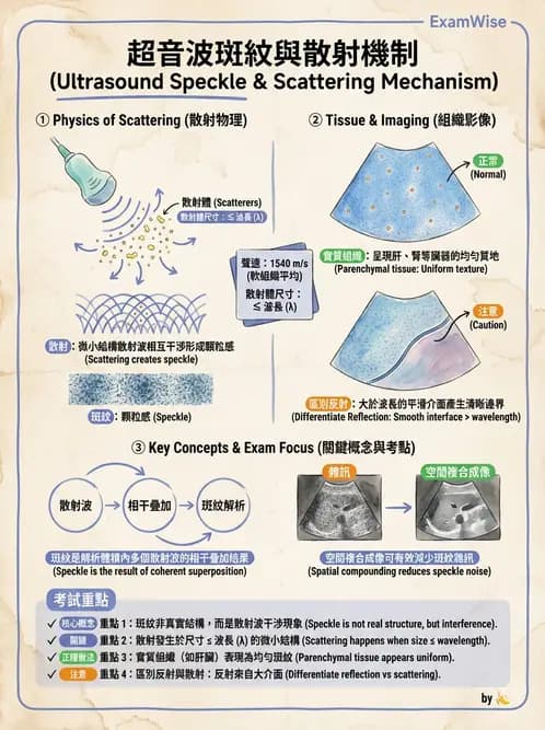 放射 - 超音波進階成像與假影 - AI 圖文解析預覽