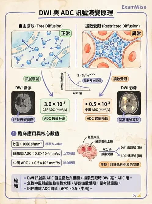 放射 - MR進階影像與臨床應用 - AI 圖文解析預覽