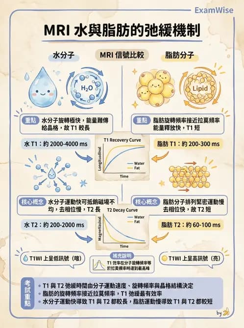 放射 - 磁振造影原理 - AI 圖文解析預覽