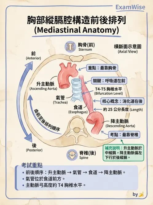 放射 - 軀幹四肢攝影技術 - AI 圖文解析預覽