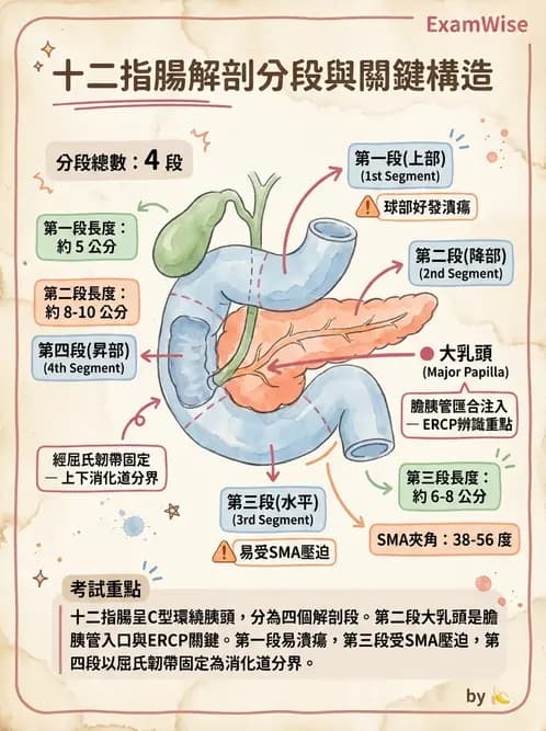 放射 - 消化道造影 - AI 圖文解析預覽