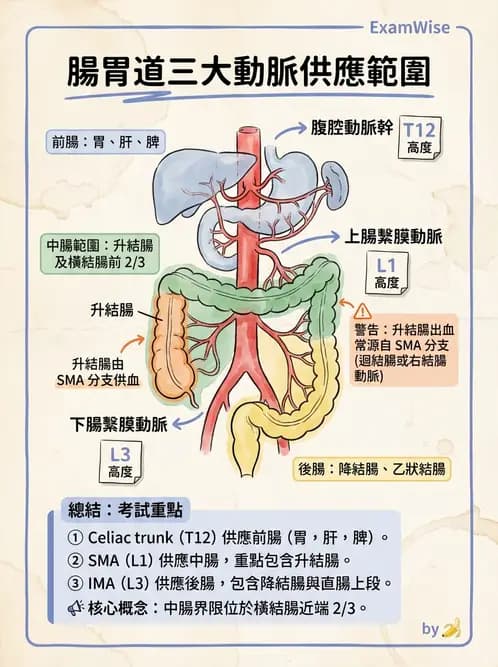放射 - 血管攝影原理與解剖 - AI 圖文解析預覽