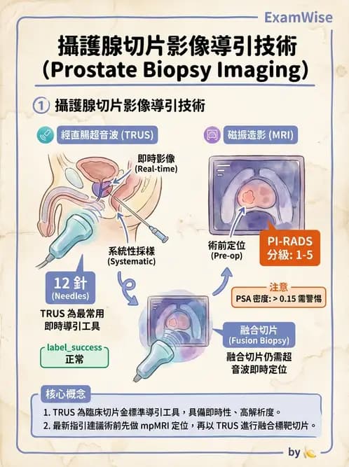 放射 - 泌尿生殖與小器官超音波 - AI 圖文解析預覽