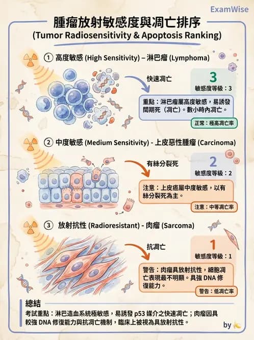 放射 - 組織與腫瘤輻射效應 - AI 圖文解析預覽