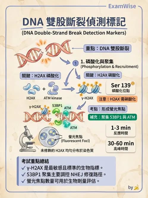 放射 - DNA傷害與修復 - AI 圖文解析預覽