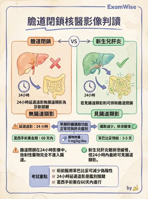 放射 - 肝膽造影 - AI 圖文解析預覽
