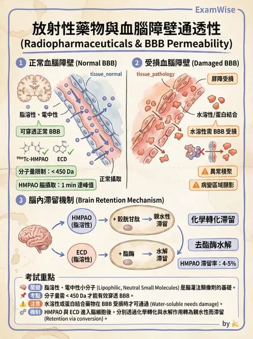放射 - 腦部造影SPECT藥物 - AI 圖文解析預覽