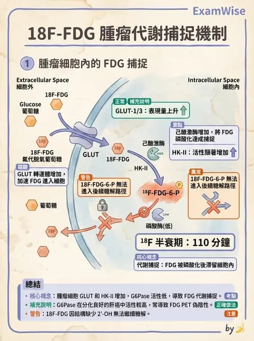 放射 - FDG PET造影 - AI 圖文解析預覽
