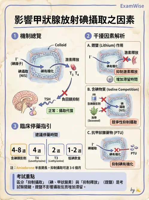 放射 - 甲狀腺造影 - AI 圖文解析預覽