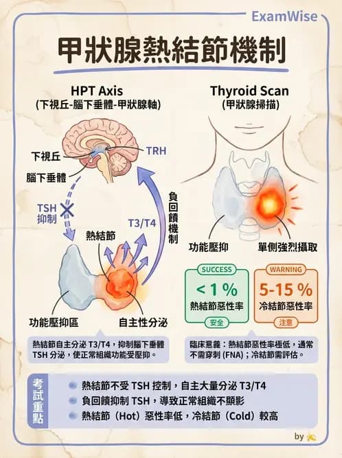 放射 - 甲狀腺造影 - AI 圖文解析預覽