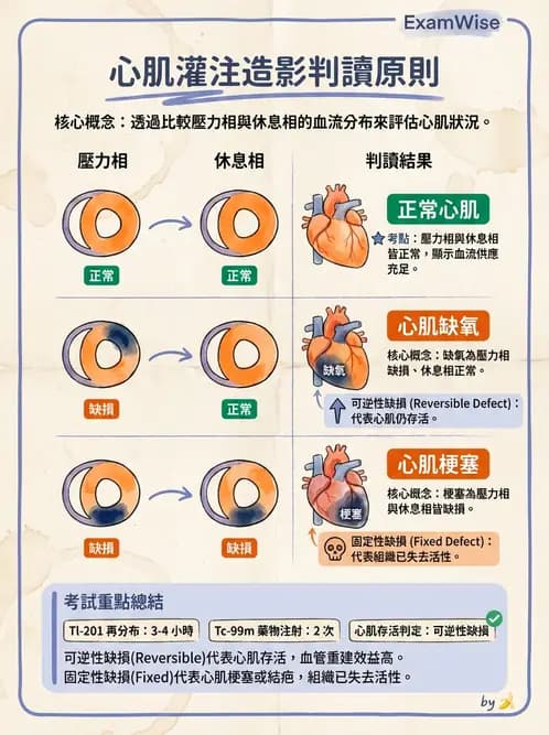 放射 - 心臟灌注造影 - AI 圖文解析預覽