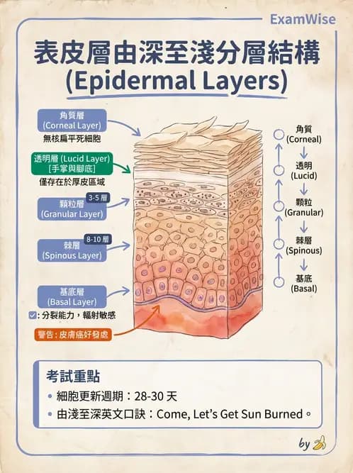 放射 - 細胞、組織與外皮系統 - AI 圖文解析預覽