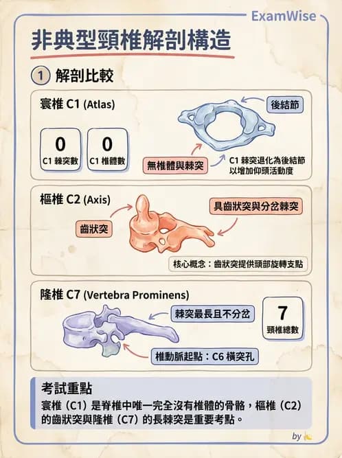 放射 - 骨骼系統 - AI 圖文解析預覽