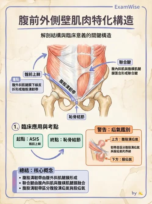 放射 - 軀幹、頸頭肌肉及肌肉組織學 - AI 圖文解析預覽
