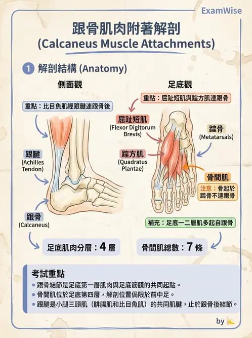 放射 - 下肢肌肉 - AI 圖文解析預覽