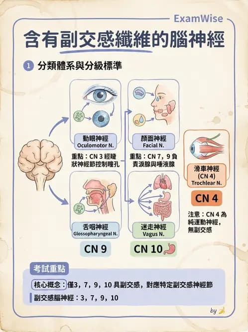放射 - 自律神經系統 - AI 圖文解析預覽