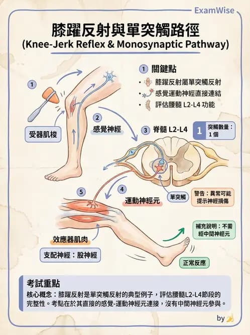 放射 - 神經生理 - AI 圖文解析預覽