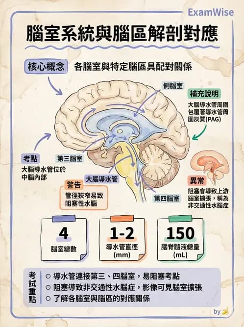 放射 - 腦幹、脊髓與腦室系統 - AI 圖文解析預覽