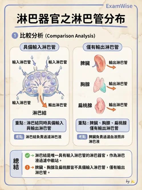 放射 - 淋巴及免疫系統 - AI 圖文解析預覽