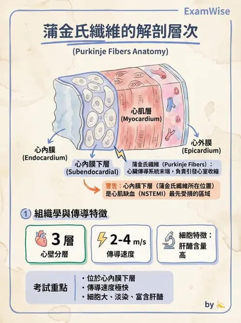 放射 - 心臟 - AI 圖文解析預覽