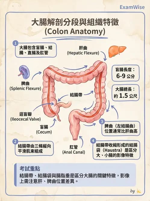 放射 - 消化系統 - AI 圖文解析預覽