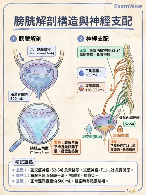 放射 - 泌尿系統 - AI 圖文解析預覽