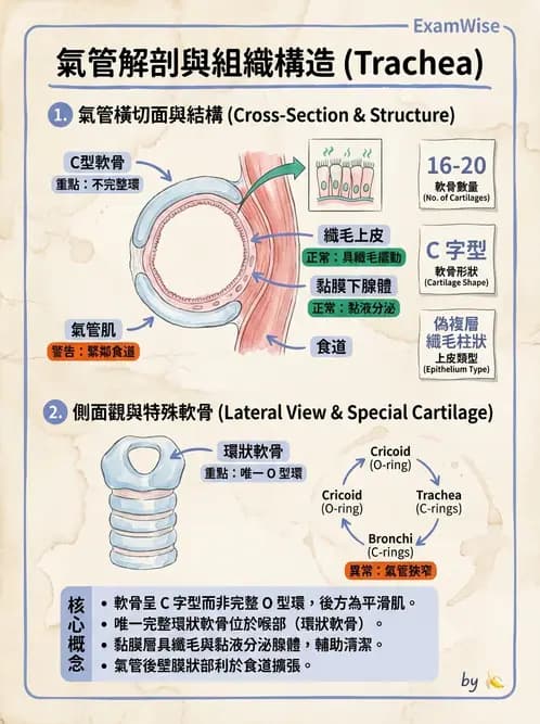 放射 - 呼吸系統 - AI 圖文解析預覽