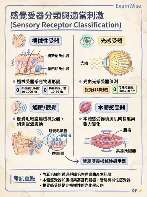 放射 - 神經生理 - AI 圖文解析預覽