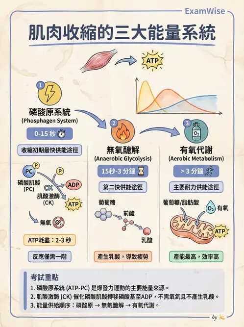 放射 - 肌肉及代謝生理 - AI 圖文解析預覽