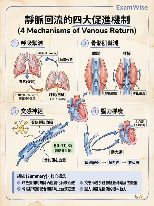 放射 - 心血管生理 - AI 圖文解析預覽