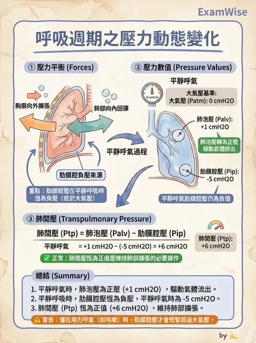 放射 - 呼吸生理 - AI 圖文解析預覽