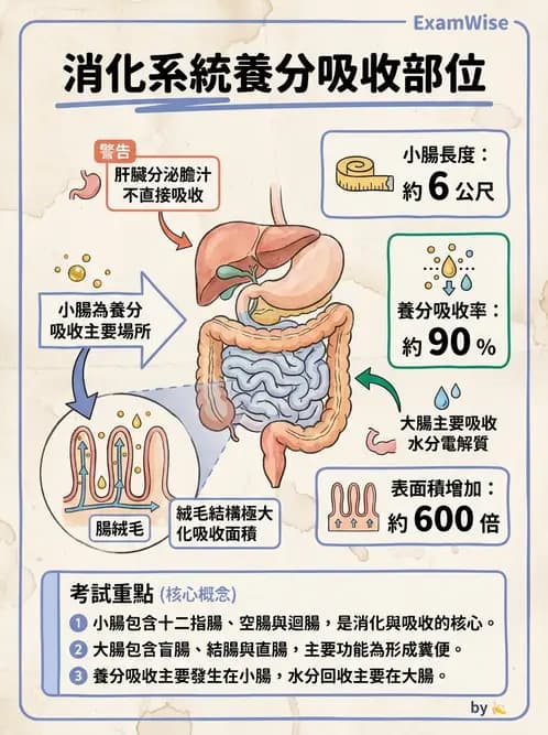 放射 - 胃腸生理 - AI 圖文解析預覽