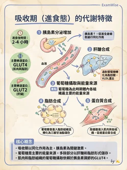 放射 - 胃腸生理 - AI 圖文解析預覽