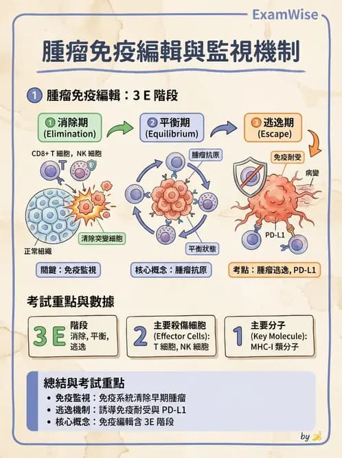 放射 - 血液及免疫生理 - AI 圖文解析預覽